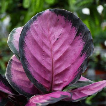 Calathea Roseopicta 'Pink Star'