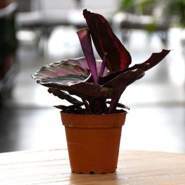 Calathea Roseopicta, Rose Painted Calathea 'Red Mojo'