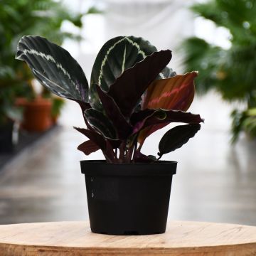 Calathea Roseopicta