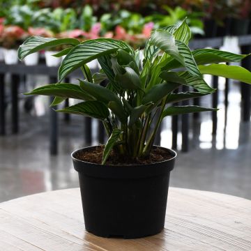 Calathea Elliptica 'Vittata'