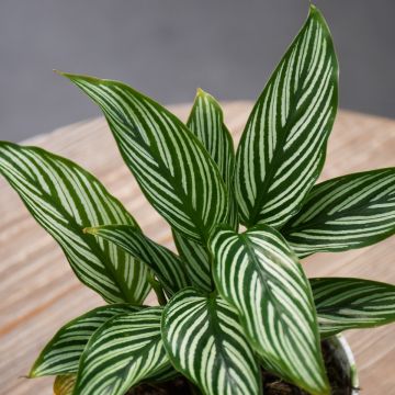 Calathea Elliptica 'Vittata'