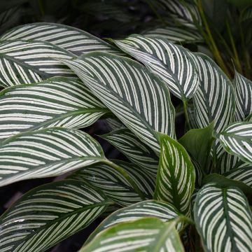 Calathea Elliptica 'Vittata'