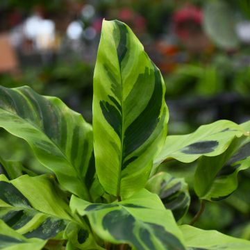 Calathea Lietzei 'Yellow Fusion'