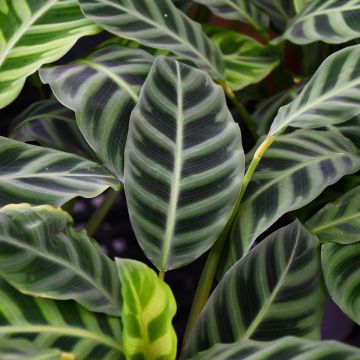 Calathea Zebrina