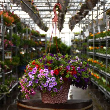 Calibrachoa, Mixed Hanging Basket 12"