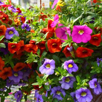 Calibrachoa, Mixed