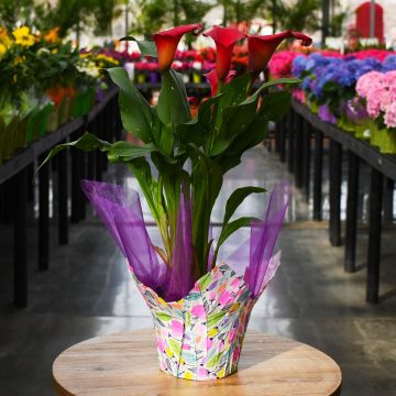 Calla Lily, Easter Pink