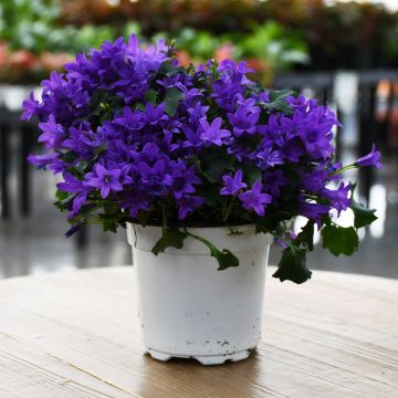 Campanula