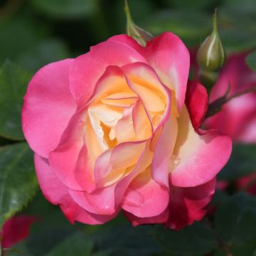 Rosa, Shrub Rose 'First Editions® Campfire'