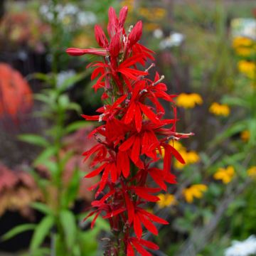 Lobelia, Cardinal Flower 'Minnesota Native'