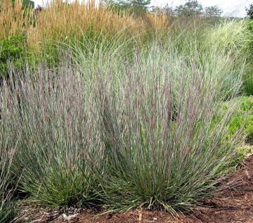 Schizachyrium, Little Bluestem 'Carousel'