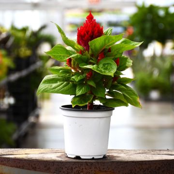 Celosia, Flamma 'Red'