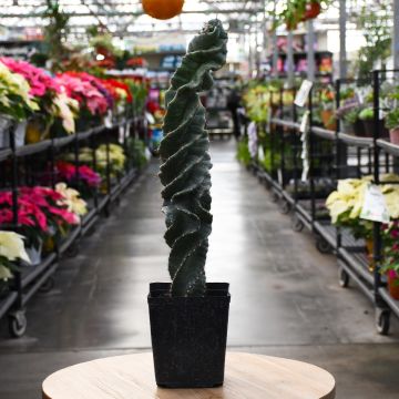 Cereus Forbesii 'Spiral Cactus'