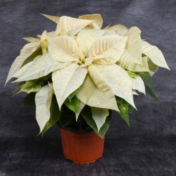 Champagne Painted Poinsettia, Bare Pot