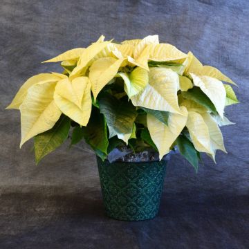 Champagne Painted Poinsettia, Premium Cover