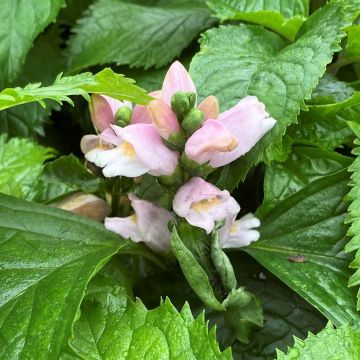 Chelone, Pink Turtlehead 'Pink Temptation'