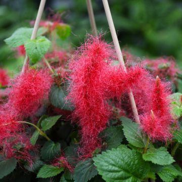 Acalypha Hispida 'Chinelle'