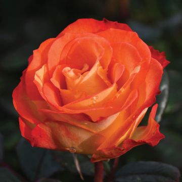 Rosa, Floribunda Rose 'Chihuly®'