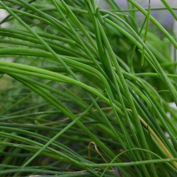 Chives (Herb)