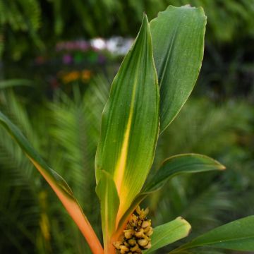 Chlorophytum orchidastrum 'Green Orange'