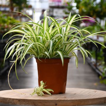 Chlorophytum, Spider Plant Variegated