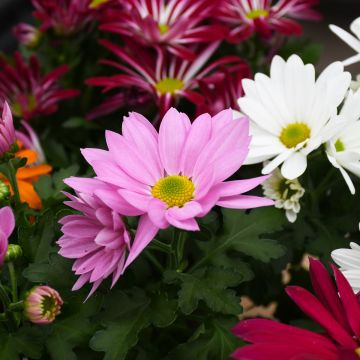 Floral Mum with Cover, Assorted Colors