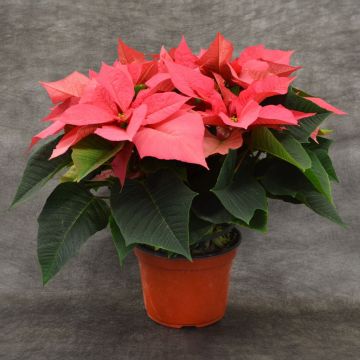 Pink Poinsettia, Bare Pot