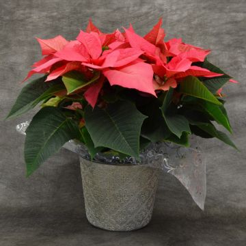 Pink Poinsettia, Premium Cover