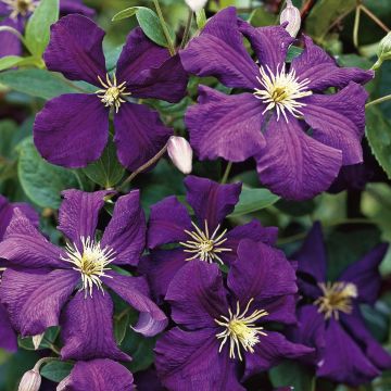 Clematis, 'Jackmanii'