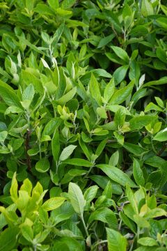 Clethera, Summersweet 'Summer Sparkler'