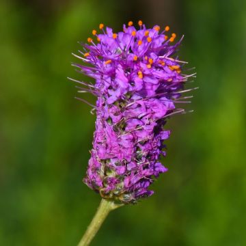 Dalea, Purple Prairie Clover 'Minnesota Native'