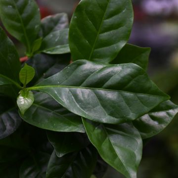 Coffea Arabica 'Coffee Plant'