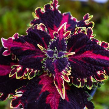 Coleus, 'Witches Brew'