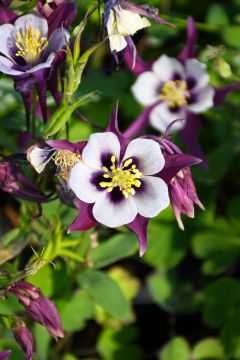 Aquilegia, Columbine 'Earlybird™ Purple and White'