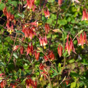 Aquilegia, American Columbine 'Minnesota Native'