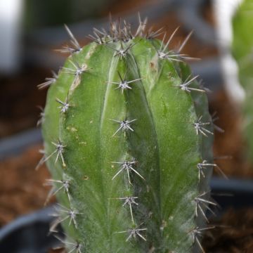 Cactus, Column Assortment