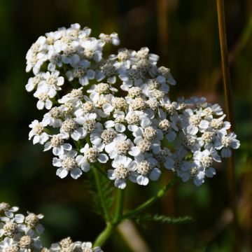 Achillea, Common Yarrow 'Minnesota Native'