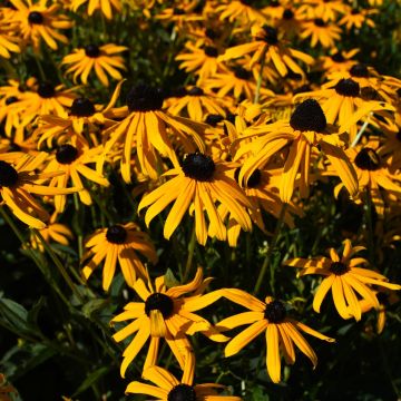 Rudbeckia, Orange Coneflower 'Minnesota Native'