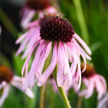 Echinacea, Pale Purple Coneflower 'Minnesota Native'