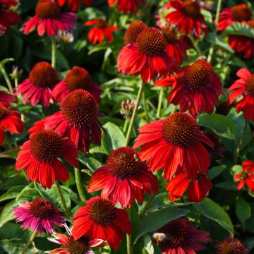 Echinacea, Coneflower 'Sombrero® Salsa Red'