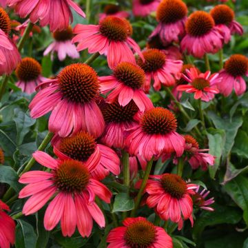 Echinacea, Coneflower 'Sombrero® Tango Tangerine'