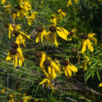 Ratibida, Yellow Coneflower 'Minnesota Native'