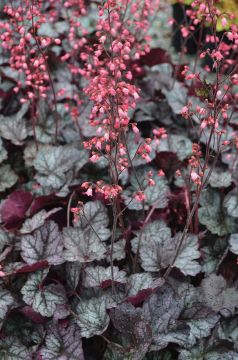 Heuchera, Silver Leaf Coral Bells 'Glitter'