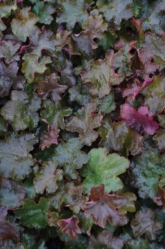 Heuchera, Purple Leaf Coral Bells 'Palace Purple'