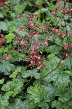 Heuchera, Green Leaf Coral Bells 'Paris'