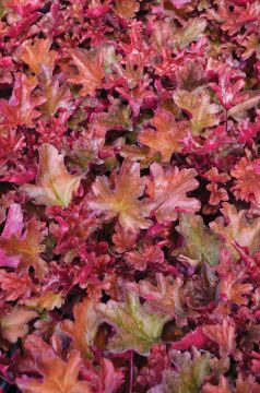 Heuchera, Red Leaf Coral Bells 'Peach Flambe'