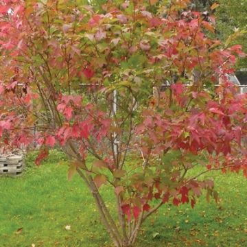 Viburnum, American Cranberrybush 'Redwing®'