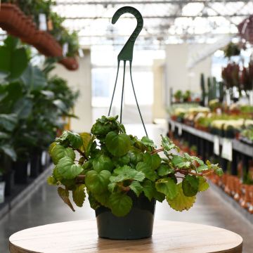 Plectranthus Verticillatus, Swedish Ivy 'Creeping Charlie'