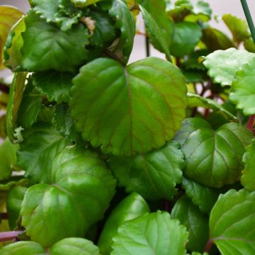 Plectranthus Verticillatus, Swedish Ivy 'Creeping Charlie'