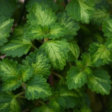 Glechoma Hederacea, Creeping Charlie 'Variegated' Mint Scented